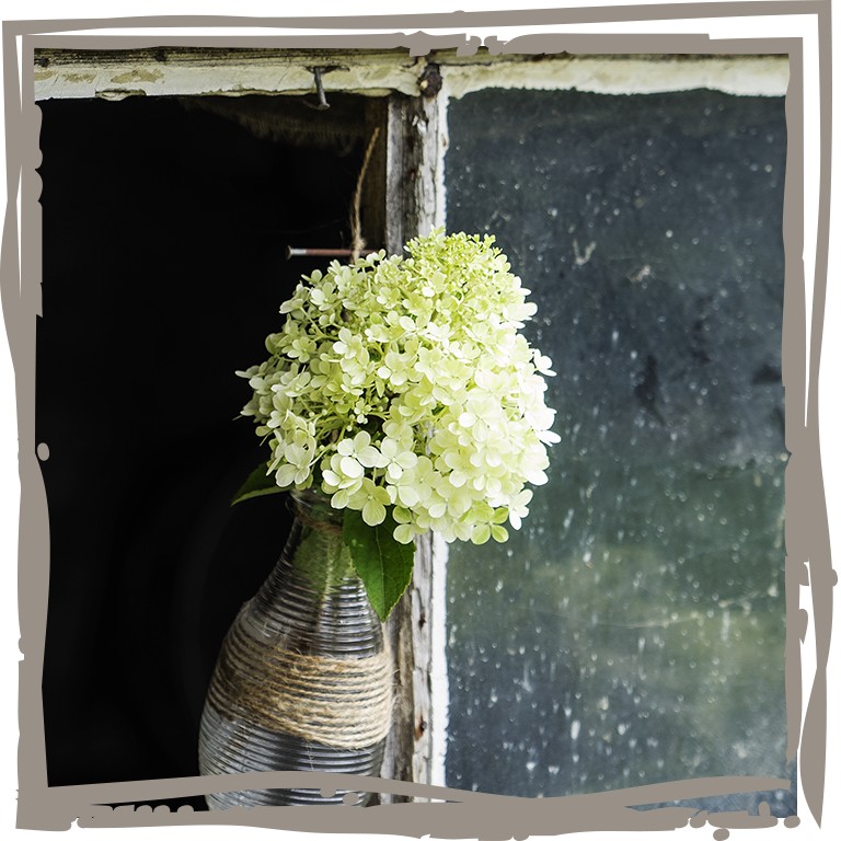 Strauchhortensie ‘Sommerterrasse‘ Blüte in Vase am Fenster