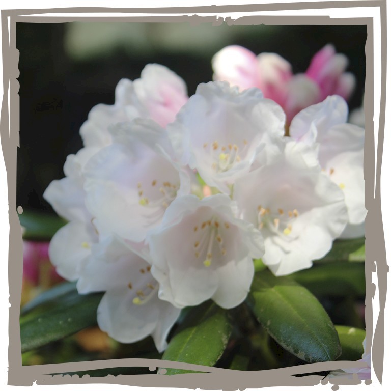 Yaku-Rhododendron 'Edelweiss', Blüte
