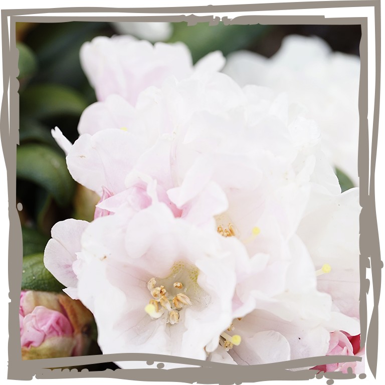 Yaku-Rhododendron 'Zauberblüte', nah, Blüte