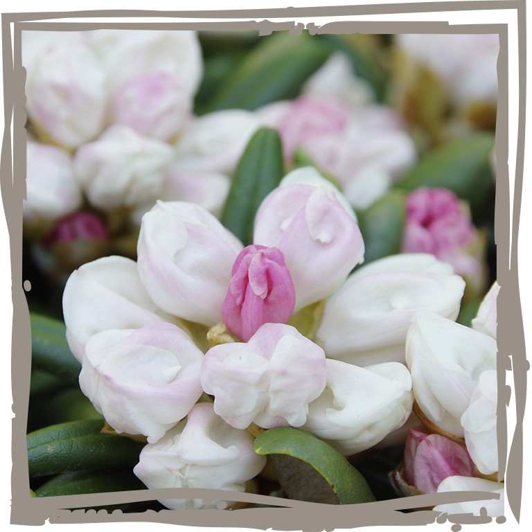 Yaku-Rhododendron 'Zauberblüte'