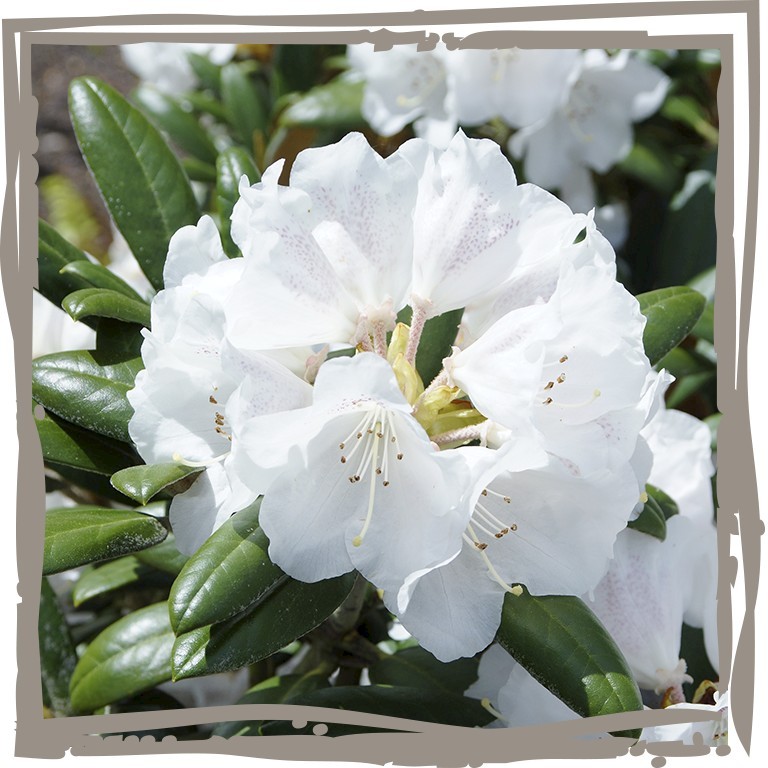 Rhododendron 'Edelsamt', Blüte