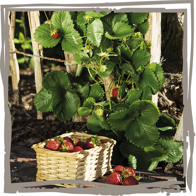 Klettererdbeere ‘Rotkörbchen' am Zaun mit Körbchen voller Erdbeeren