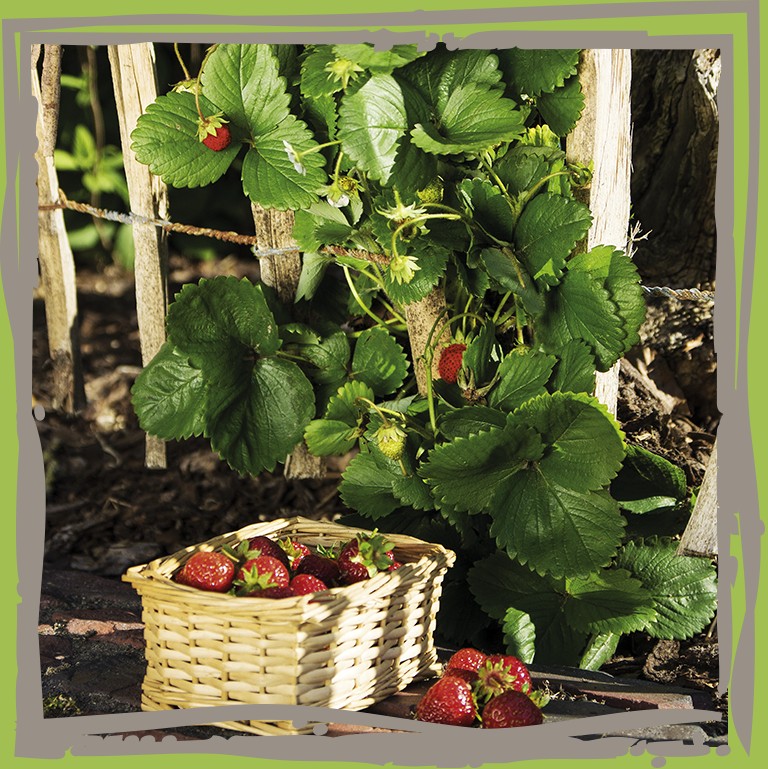 Klettererdbeere ‘Rotkörbchen' am Zaun mit Körbchen voller Erdbeeren
