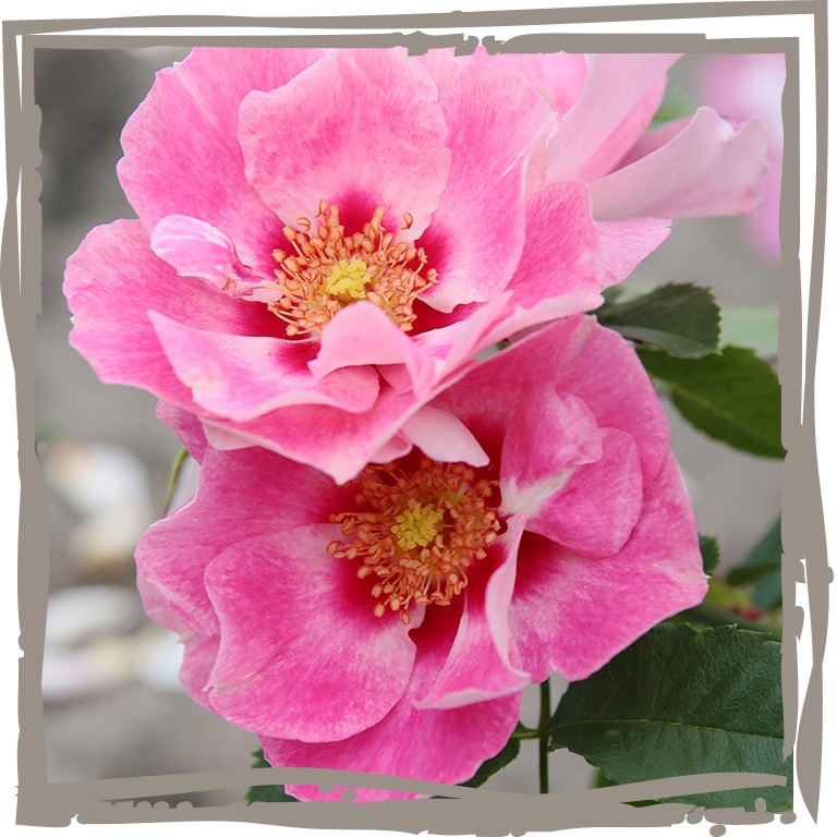 Persische Rose 'Azita'