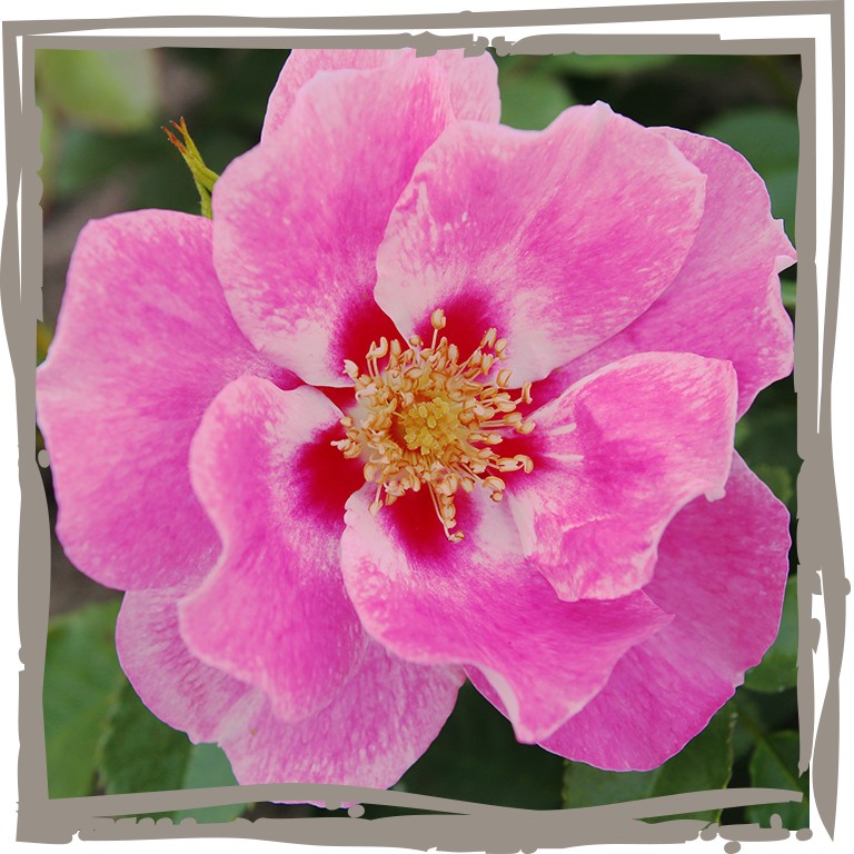 Persische Rose 'Azita'