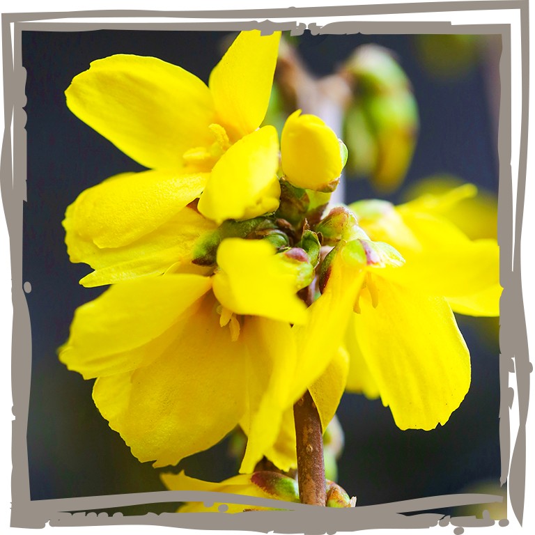 Gelbe Blüte der Forsythie