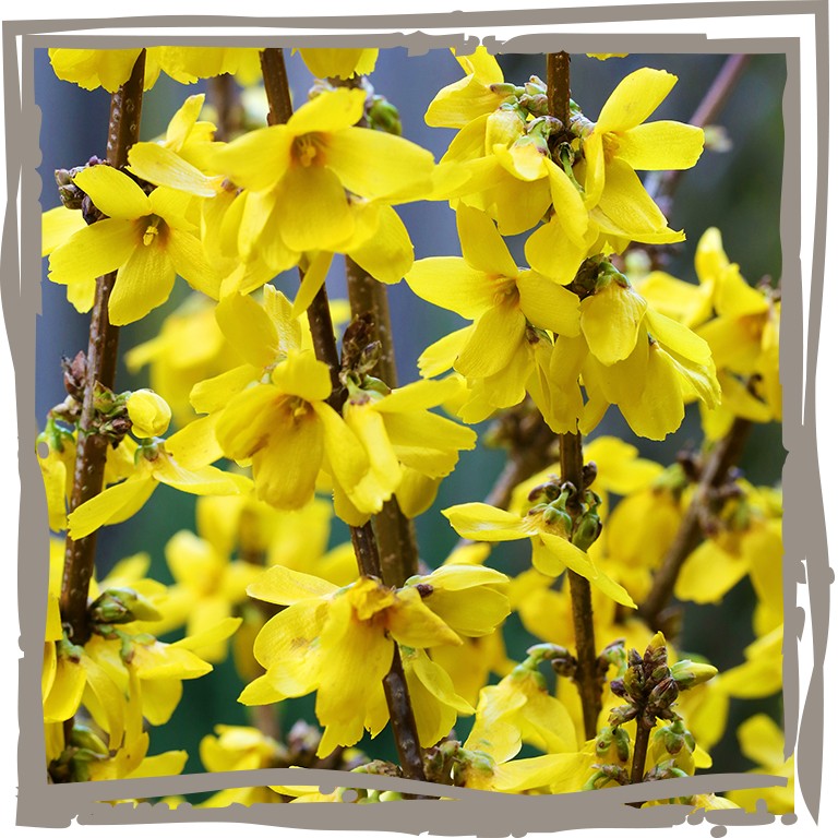 Gelbe Blüten in Nahaufnahme