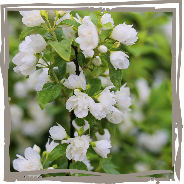 Weiße Blüten des Pfeifenstrauchs in Nahaufnahme
