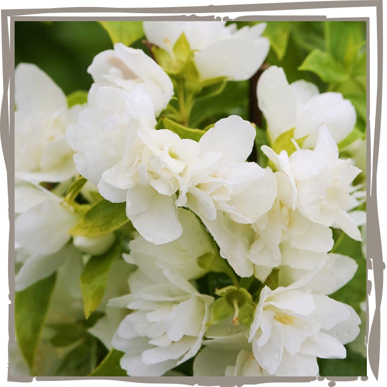 Weiße Blüten in Nahaufnahme