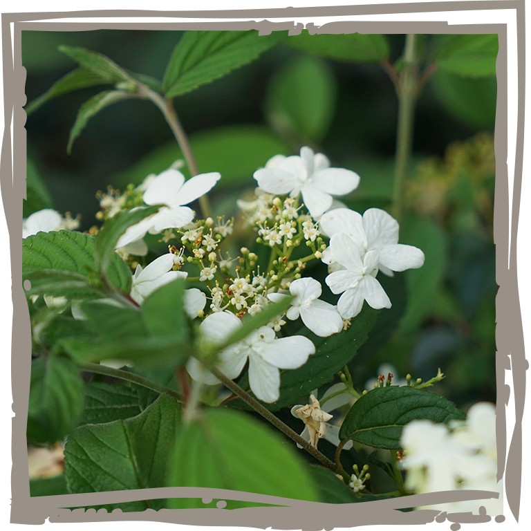 Einzelne weiße Blüte des Japanischen Schneeballs