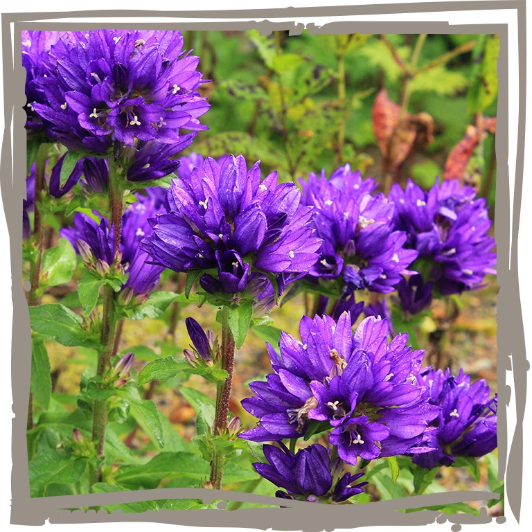 Violette Blüten in Nahaufnahme