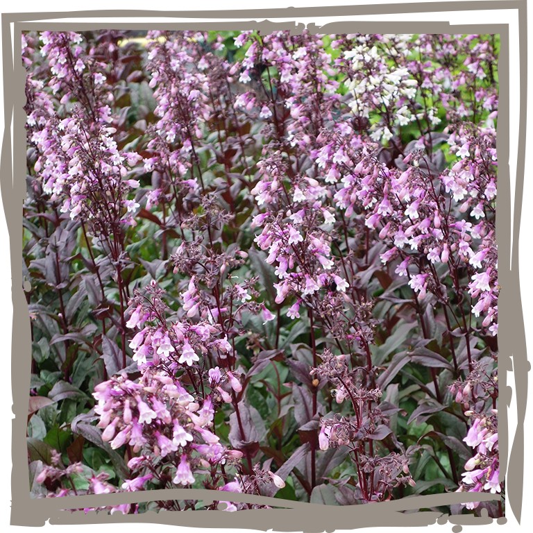 Violette Blüten des Bartfaden 'Mitternachtszauber'