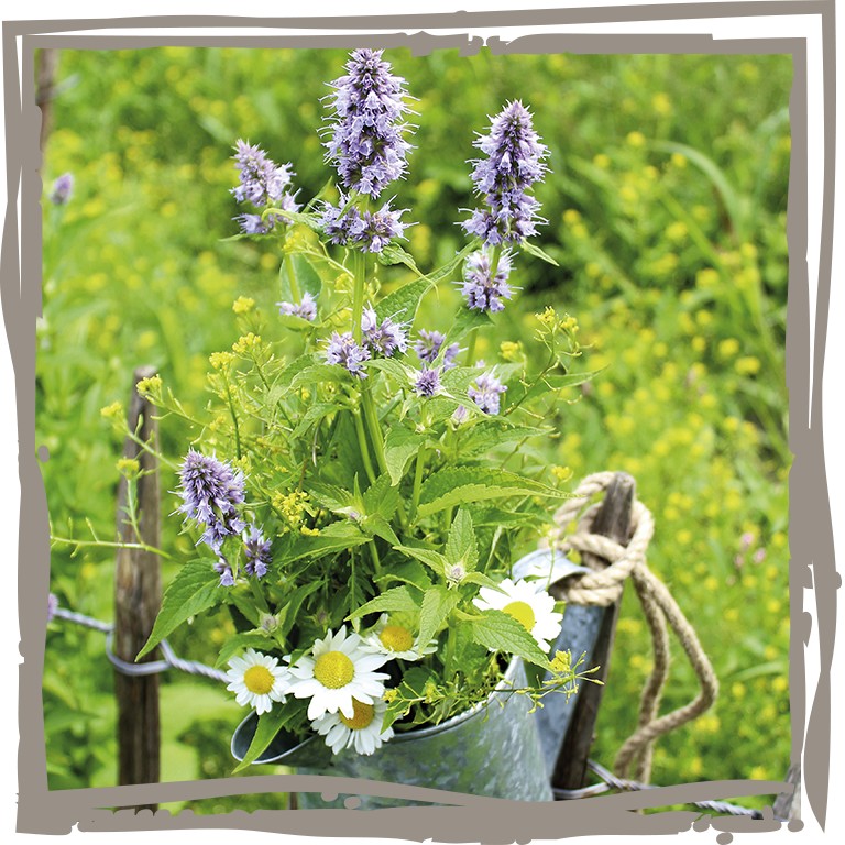 dekorativer Wildblumenstrauß mit Duftnessel 'Bienen-Wunder' in Zinkkanne