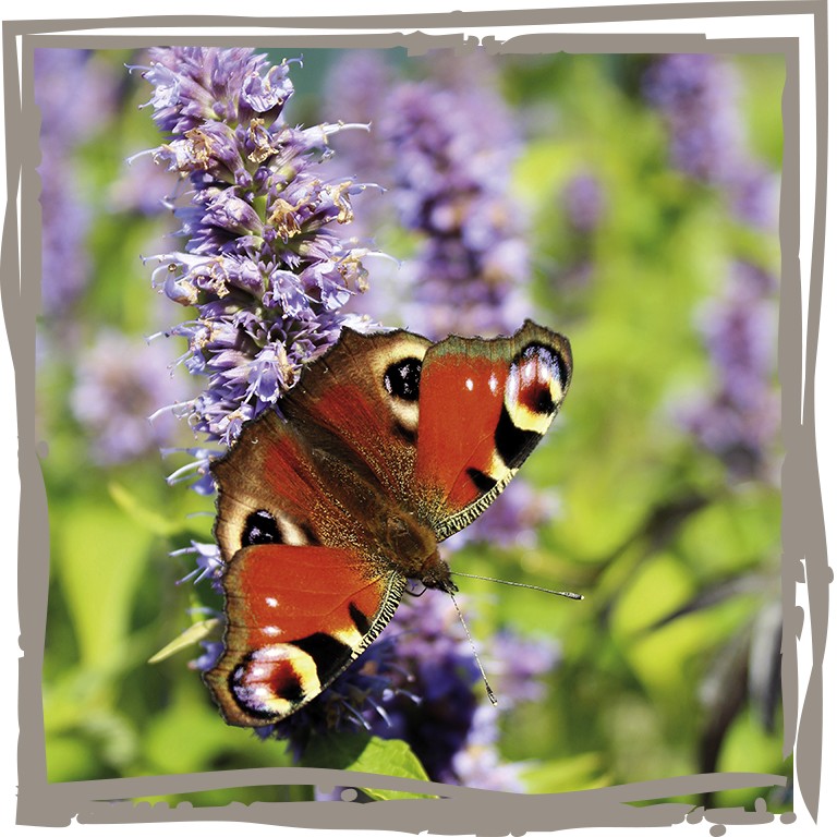 Duftnessel 'Bienen-Wunder' mit Schmetterling