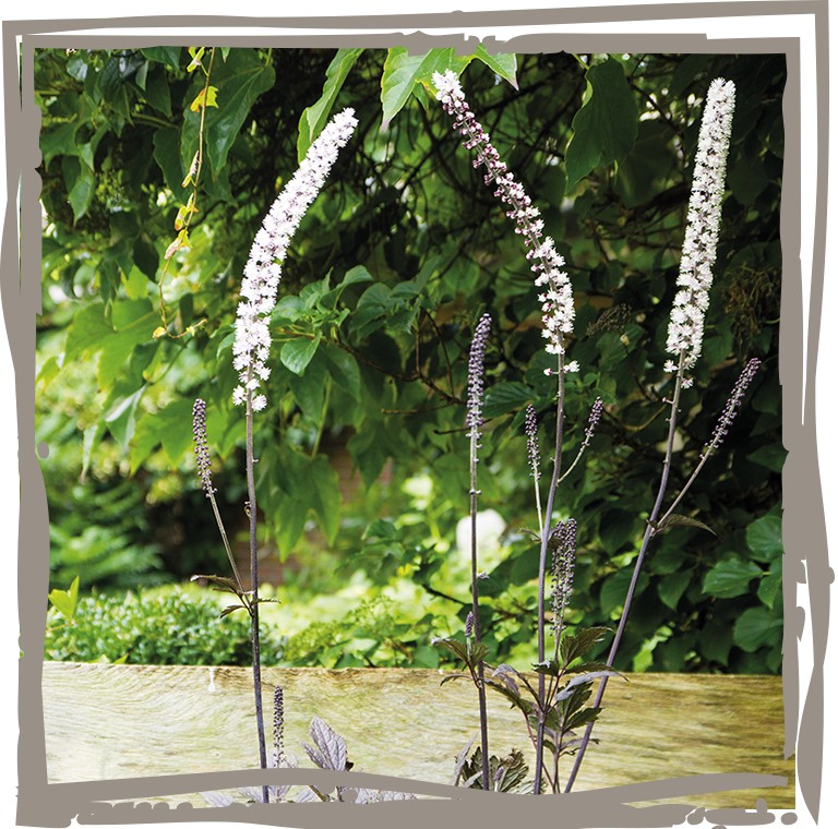 Silberkerze 'Zinnsoldat' vor Zaun in Beet mit Blüte