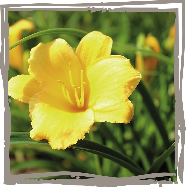 Nahaufnahme Blüte Taglilie 'Naschgold'