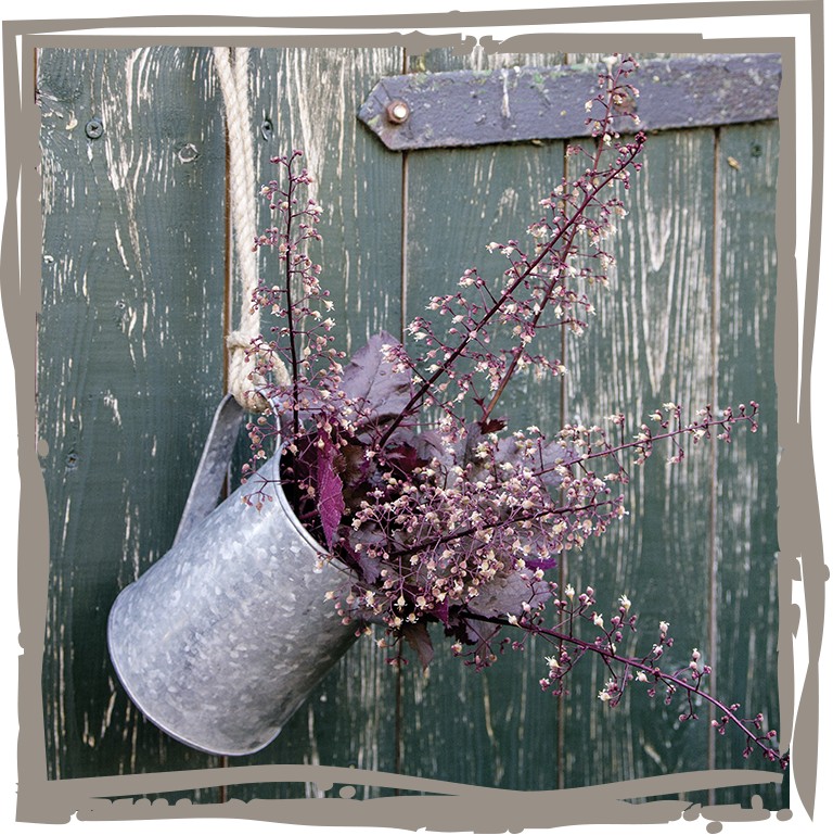 Blüte Purpurglöckchen 'Farbakzent' in Zinkkanne hängen an Stalltür