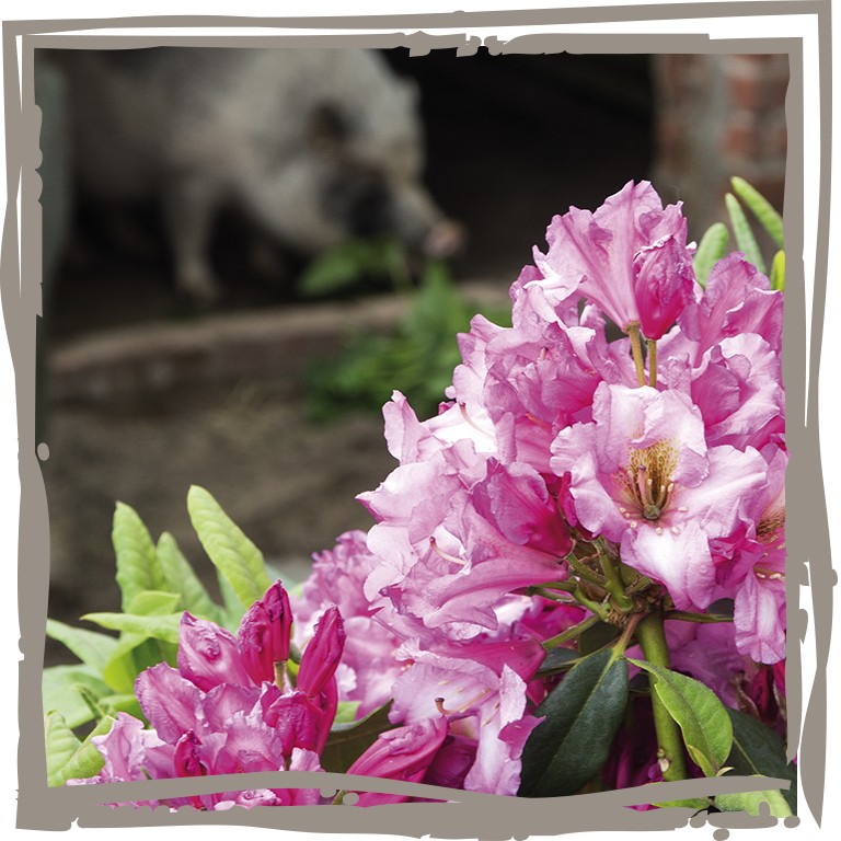 Duftrhododendron ‘Anno 1894’ am Stall mit Schweinchen im Hintergrund
