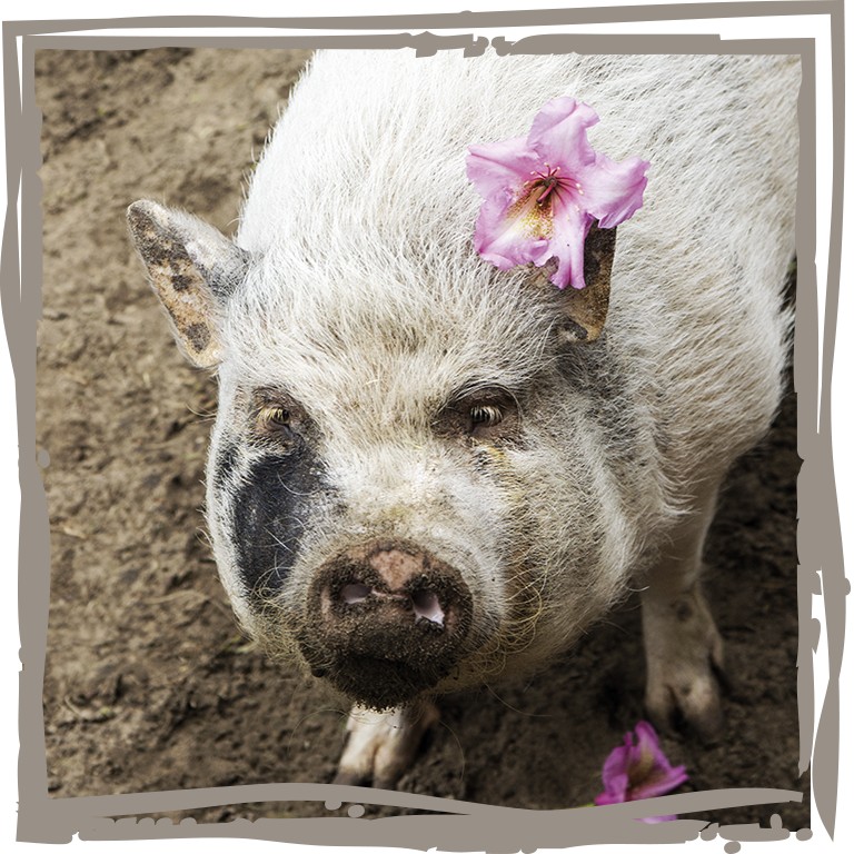 Schweinchen mit Blüte der Duftrhododendron ‘Anno 1894’