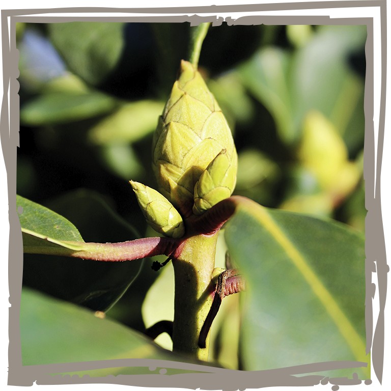 Knospe der Duftrhododendron ‘Anno 1894’