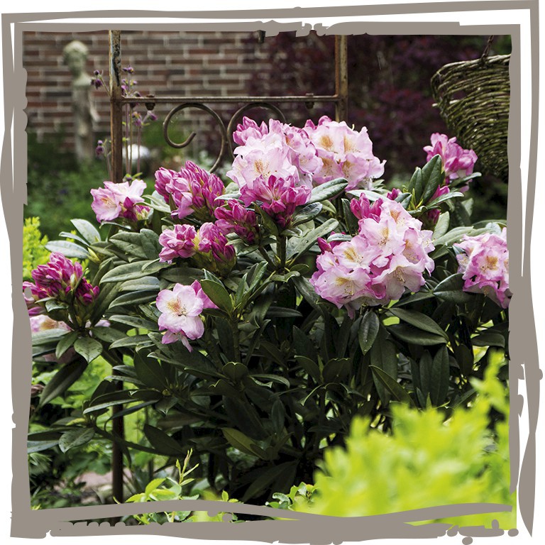 Rhododendron ‘Luftschloss’ vor Rosenbogen