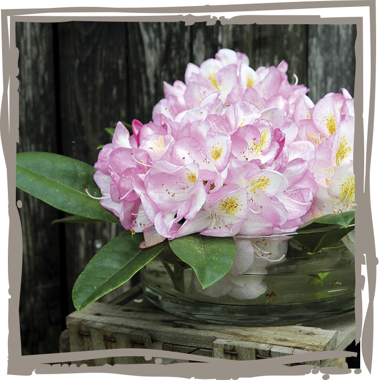 Blüte des Rhododendron ‘Luftschloss’ in Glas-Schale, dekorativ