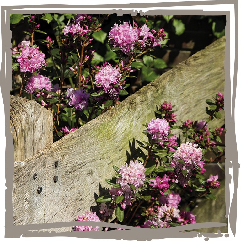 Wildrhododendron 'Frühlingsfang' neben Zaun