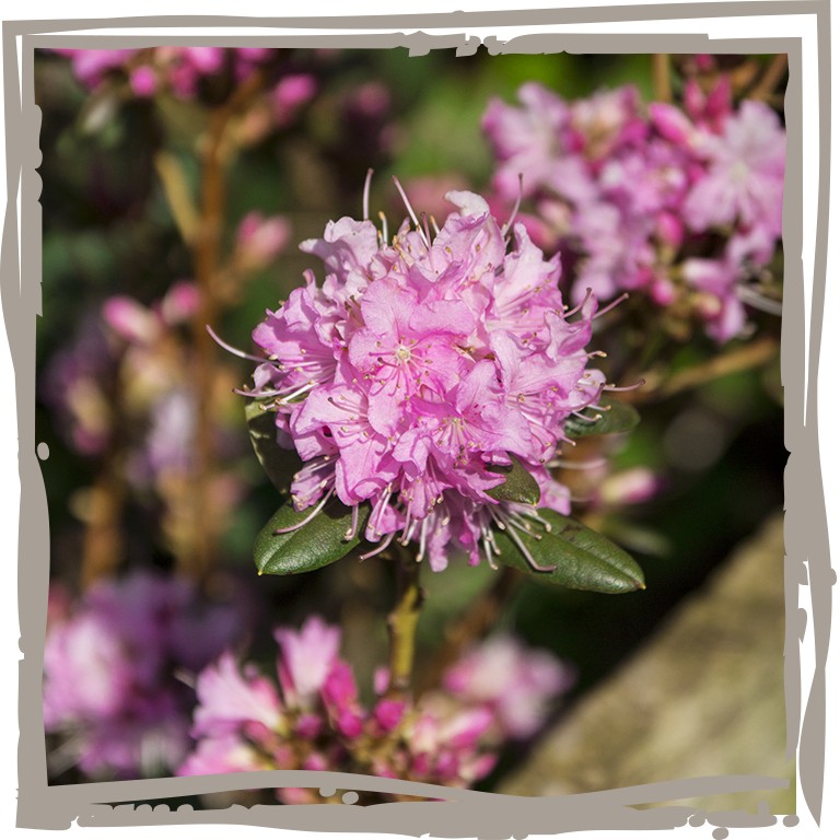Nahaufnahme Blüte Wildrhododendron 'Frühlingsfang'