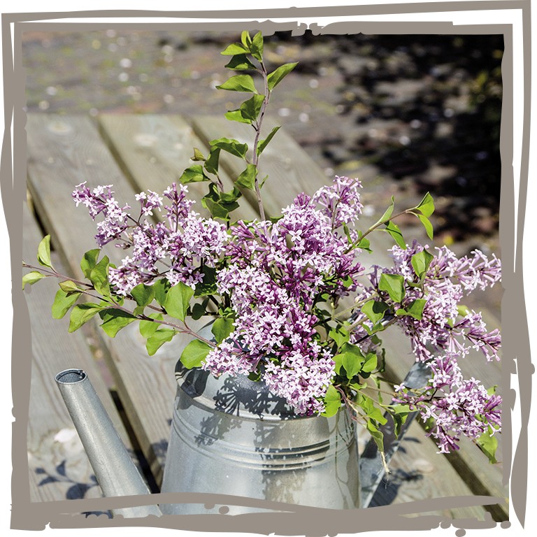 Blüten des Duftflieders 'Wonnemonat' in nostalgischer Teekanne dekorativ auf Tisch