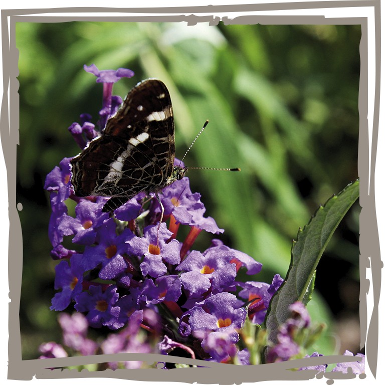 Buddleja ‘Kleiner Terrassenfalter’ mit Schmetterling