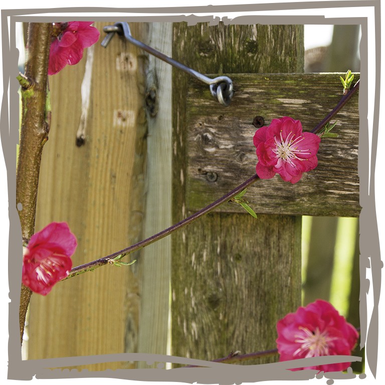 Nahaufnahme Blüte vom Pfirsich 'Steckenpferd' vor Zaun