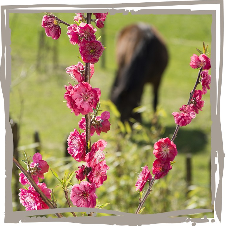 Pfirsich 'Steckenpferd' mit Blüten, Pferd im Hintergrund auf Weide