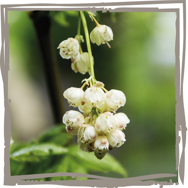 Glöckchenförmige Blüte der Pimpernuss ‘Klapperstorch’