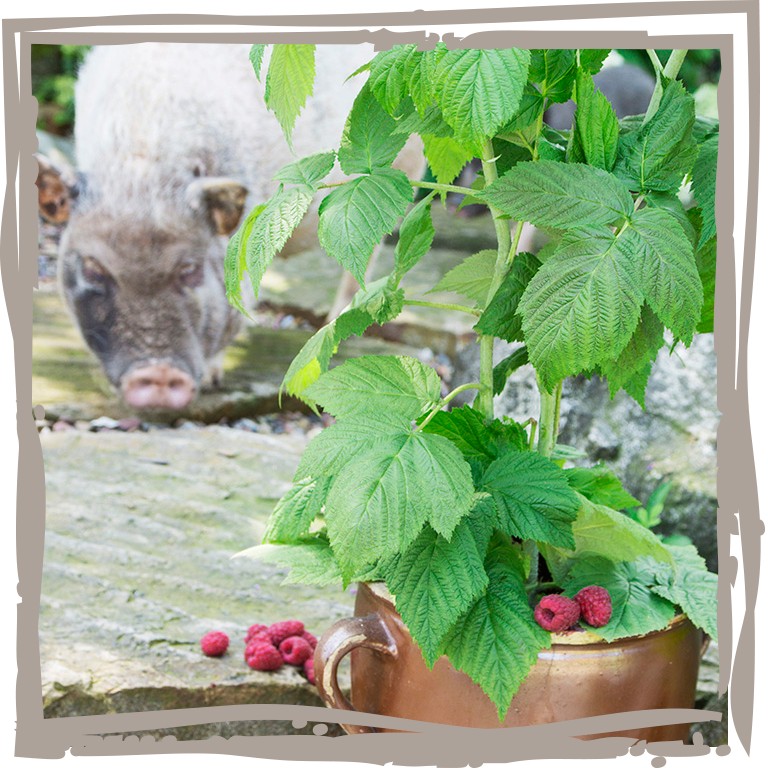 Topfhimbeere ‘Süßer Medikuss’ mit Schweinchen