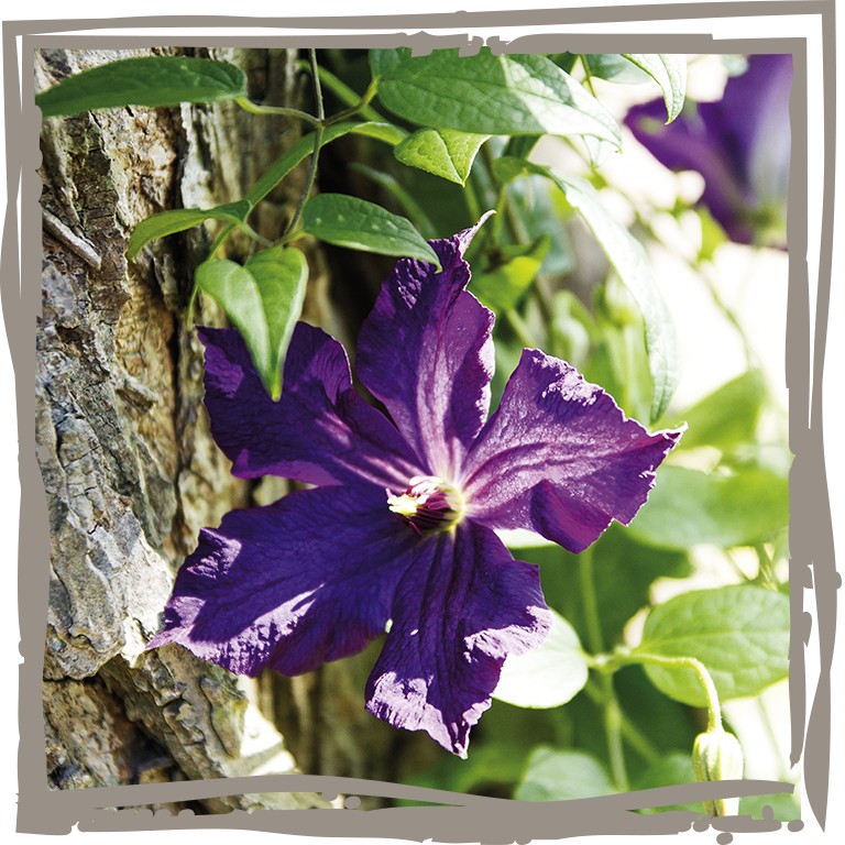 Nahaufnahme Blüte Wildclematis 'St. Violetta'