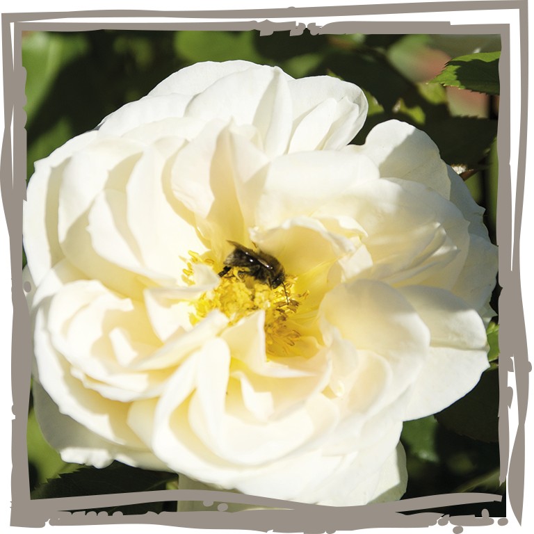 Nahaufnahme Edelrose 'Landhochzeit' Blüte mit Biene