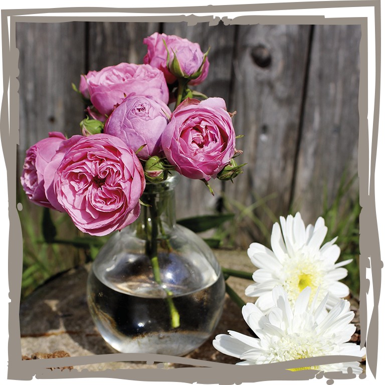 Dekoration Edelrose 'Murmelspiel', Blüten in Vase