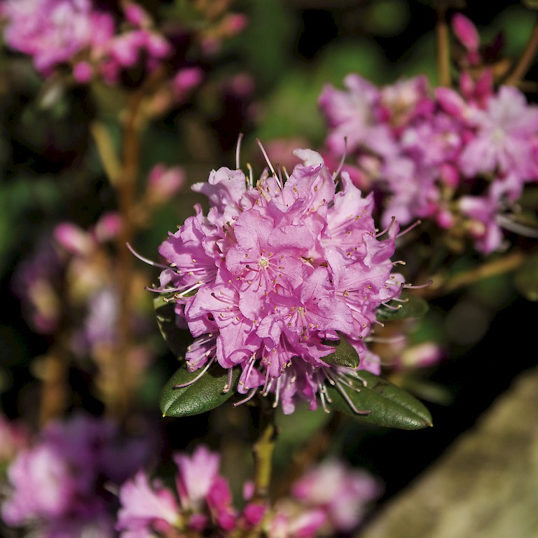 Kugelförmige Blüten der Wildrhododendron 'Frühlingsfang' von LANDGEFÜHL® in leuchtendem Lachsrosa