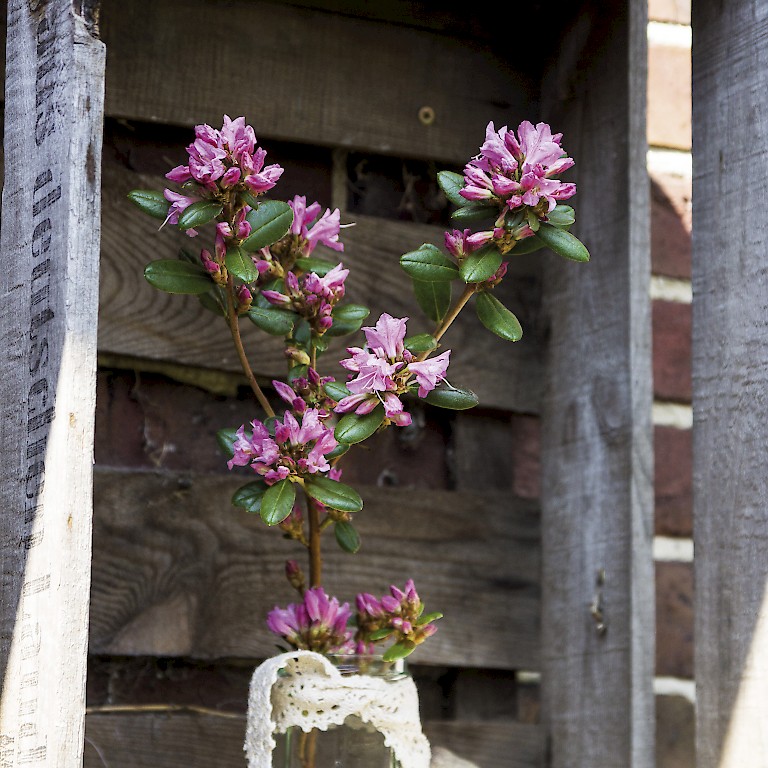 Zweige einer Wildrhododendron 'Frühlingsfang' von LANDGEFÜHL® werden in einer Vase zum Hingucker