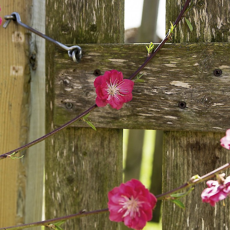 LANDGEFÜHL®-Pfirsich 'Steckenpferd' pinkfarbene Blüten mit weißer Mitte
