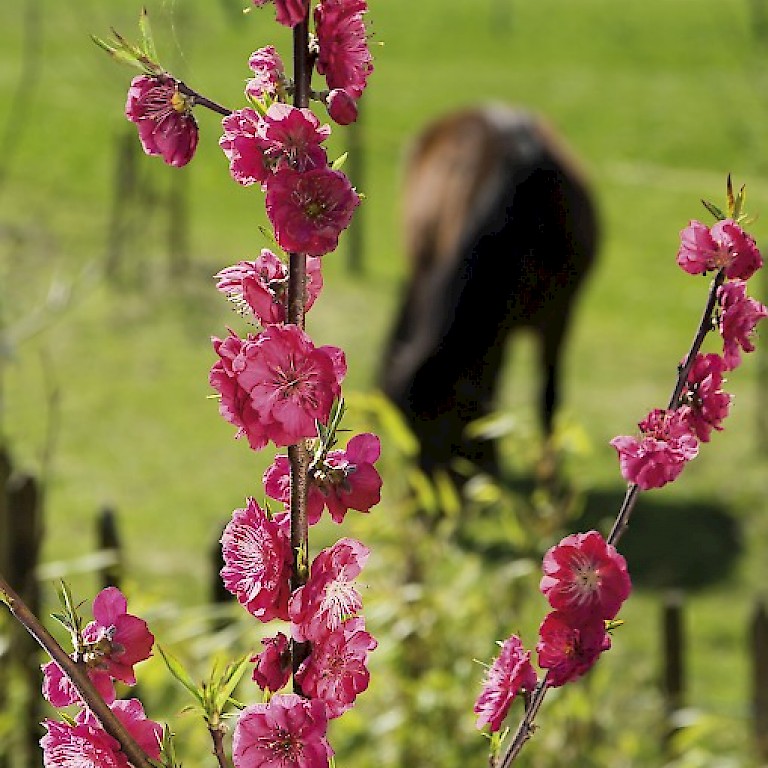 Pfirsich 'Steckenpferd' von LANDGEFÜHL® auch als Ziergehölz im Garten ein Blickfang