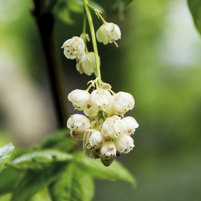 LANDGEFÜHL®-Pimpernuss 'Klapperstorch' im Mai zeigen sich glockenförmige, gelblichweiße Blütenrispen