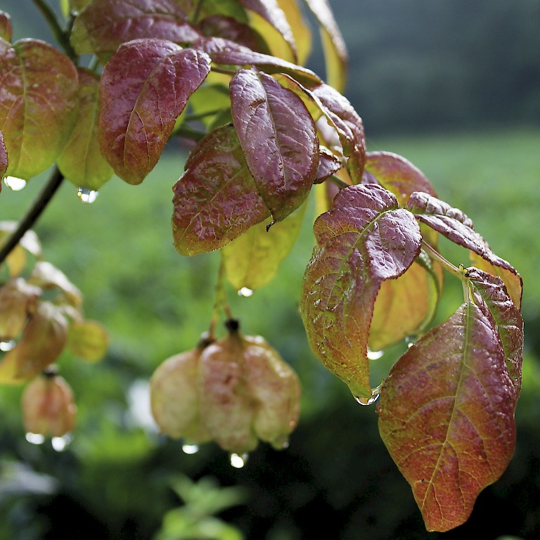 LANDGEFÜHL®-Pimpernuss 'Klapperstorch' mit wunderschöner Herbstfärbung im Morgentau