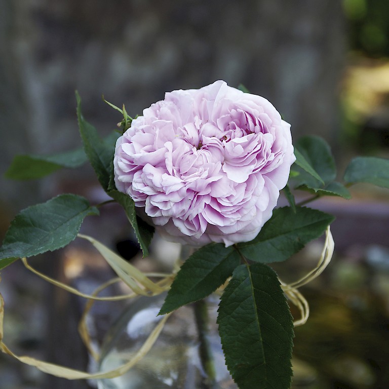 Betörender Duft zeichnet die Rose 'Historische Marianne' von LANDGEFÜHL® aus