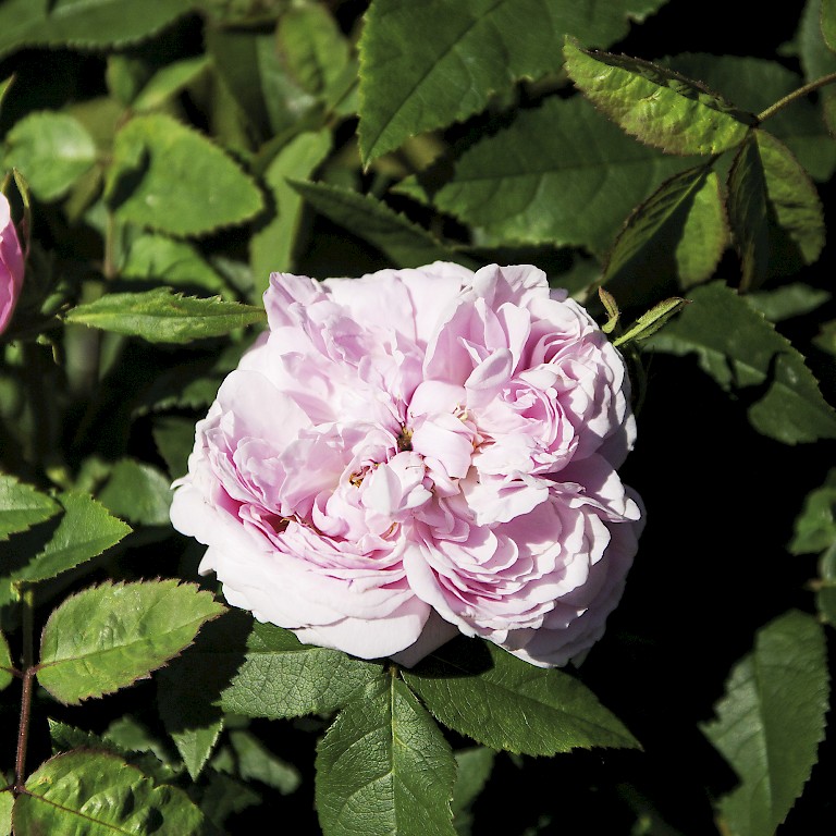 Rose 'Historische Marianne' von LANDGEFÜHL®  mag es sehr sonnig