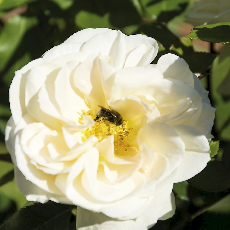 Edelrose 'Landhochzeit' mit cremeweißen, dufentenden Blüten aus der LANDGEFÜHL® -Kollektion