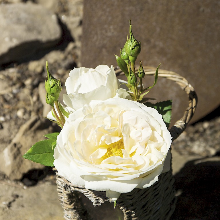 Rosen wie die 'Landhochzeit' von LANDGEFÜHL® sind in der Floristik sehr beliebt