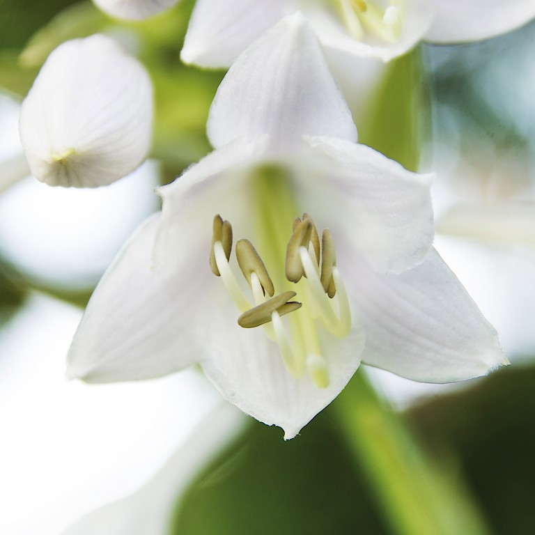 Funkie 'Grünschnabel' von LANDGEFÜHL® mit weißen Blütenglocken