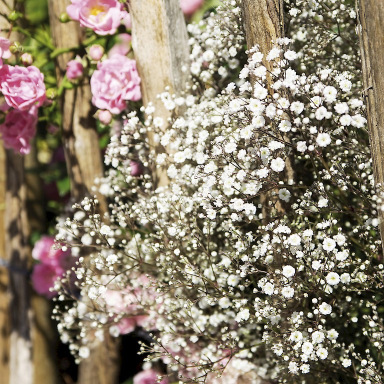 Schleierkraut 'Perlenpracht' von LANDGEFÜHL® als Rosenbegleiter im Bauerngarten