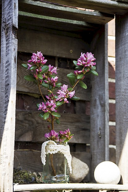 Wildrhododendron 'Frühlingsfang' dekorativ im Marmeladenglas